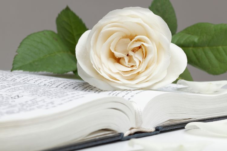 Valkoinen ruusu Raamatun päällä.