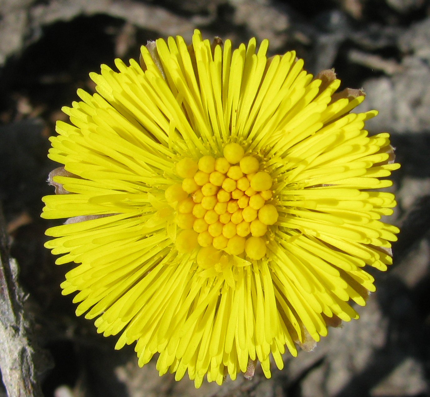 Kuvassa leskenlehden kukka