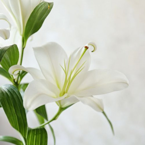 Valkoinen lilja.