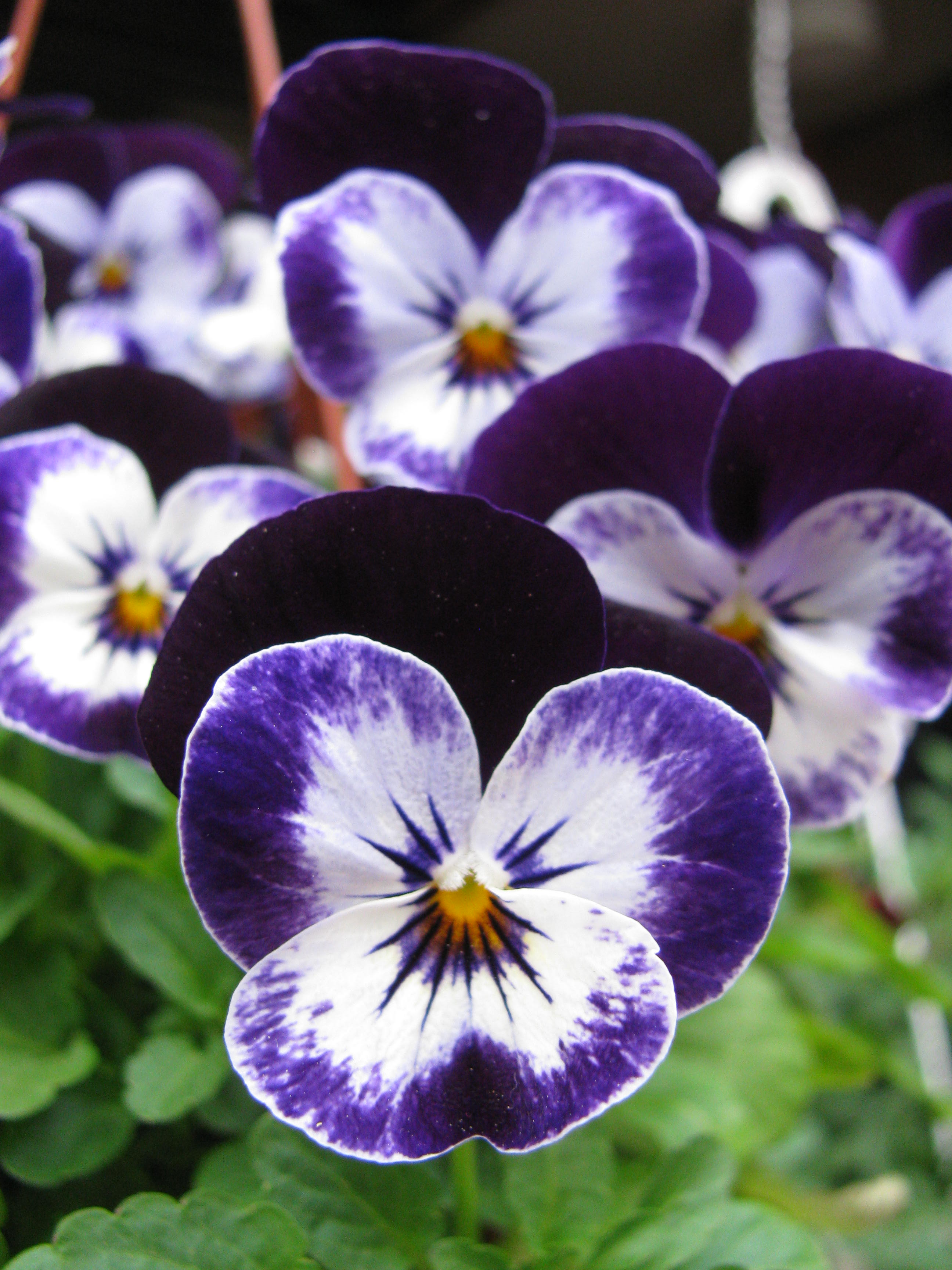 Kuvassa violetteja orvokkeja