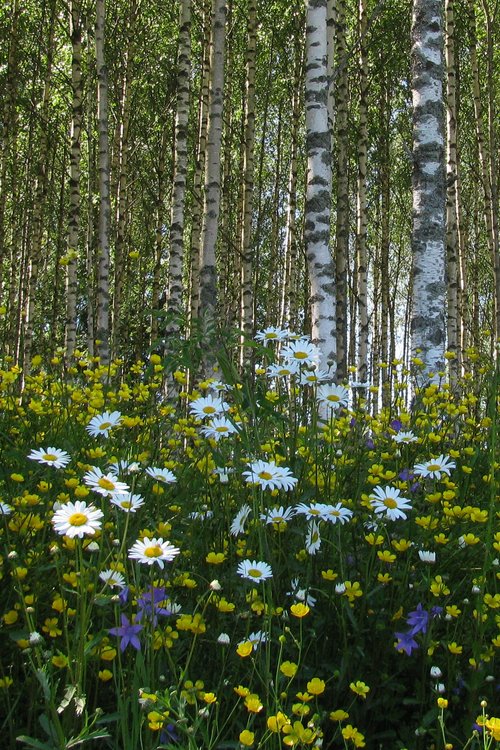 Kesäinen lauluhetki Kalkunmäessä Kesäinen lauluhetki Kalkunmäessä