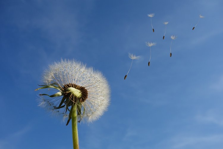 Päihdekuntoutujien leiripäivä Päihdekuntoutujien leiripäivä