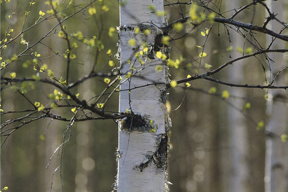 Naisten saunailta koivuja keväällä