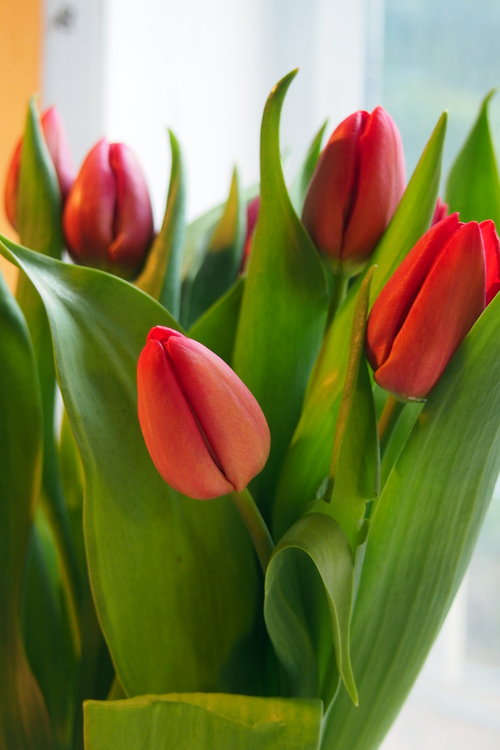 tulppaanit