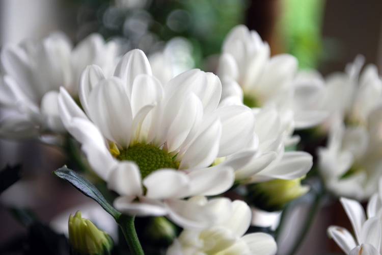 Valkoisia kukkasia.
