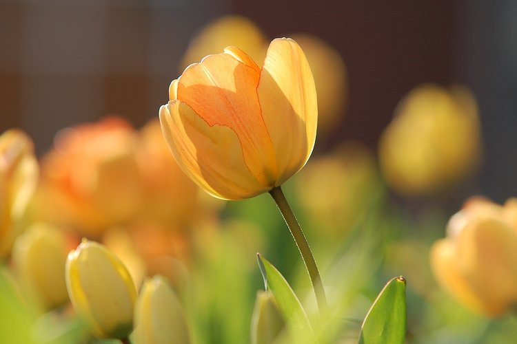 Kuvassa on keltainen tulppaani auringon valossa